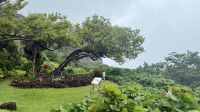 Garten der Pareo Galerie, Bora Bora  &ndash; &copy; Mareike Schmidt (Eberhardt TRAVEL)