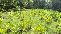 Botanischer Garten in Raiatea  &ndash; &copy; Mareike Schmidt (Eberhardt TRAVEL)
