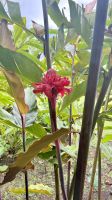 Porzellanrose, Botanischer Garten, Raiatea &ndash; &copy; Mareike Schmidt (Eberhardt TRAVEL)