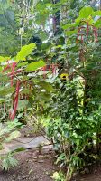 Botanischer Garten, Raiatea  &ndash; &copy; Mareike Schmidt (Eberhardt TRAVEL)