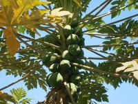 057 Papaya &ndash; &copy; Ngoc Anh Nguyen (Eberhardt TRAVEL)