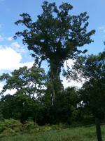 169 Bunimon Baum &ndash; &copy; Ngoc Anh Nguyen (Eberhardt TRAVEL)