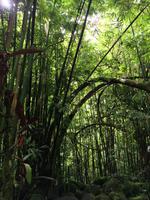 331 Tahiti &ndash; &copy; Ngoc Anh Nguyen (Eberhardt TRAVEL)
