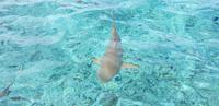 Bora Bora - Lagunentour &ndash; &copy; Jacob Spangenberg (Eberhardt TRAVEL)