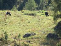 Messners Yaks &ndash; &copy; Jürgen Schmeißer (Eberhardt TRAVEL)