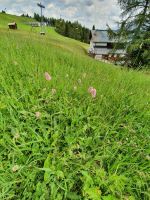 Wiesenschlangenknöterich &ndash; &copy; Ria Heilmann (Eberhardt TRAVEL)
