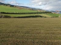 Teeplantage &ndash; &copy; Kerstin Hugel (Eberhardt TRAVEL)