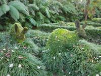 AIDAcara, Azoren, Insel Sao Miguel, Furnas, Terra Nostra Park &ndash; &copy; Ria Heilmann (Eberhardt TRAVEL)