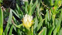 AIDAcara, Azoren, Insel Terceira, Monte Brazil, afrikanische Mittagsblume &ndash; &copy; Ria Heilmann (Eberhardt TRAVEL)
