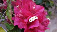 AIDAcara, Madeira, Funchal, Bougainvillea Blüten &ndash; &copy; Ria Heilmann (Eberhardt TRAVEL)