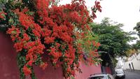 AIDAcara, Madeira, Funchal, Bougainvillea  &ndash; &copy; Ria Heilmann (Eberhardt TRAVEL)