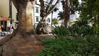 AIDAcara, Madeira, Funchal &ndash; &copy; Ria Heilmann (Eberhardt TRAVEL)