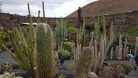 AIDAcara, Lancarote, Kaktusgarten &ndash; &copy; Ria Heilmann (Eberhardt TRAVEL)