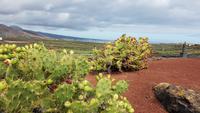 AIDAcara, Lancarote, Kaktusgarten &ndash; &copy; Ria Heilmann (Eberhardt TRAVEL)