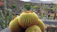 AIDAcara, Lancarote, Kaktusgarten &ndash; &copy; Ria Heilmann (Eberhardt TRAVEL)