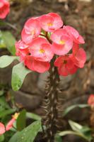 187 Blumenpracht &ndash; &copy; Kerstin Heintzel (Eberhardt TRAVEL)