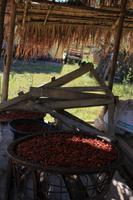 Chili