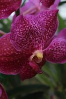 Orchideenfarm &ndash; &copy; Elisa Müller (Eberhardt TRAVEL)