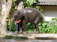 Elefantencamp &ndash; &copy; Maria Michel (Eberhardt TRAVEL)
