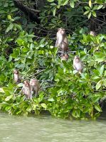 Khone Klone - Affen im Mangrovensumpf &ndash; &copy; Andreas Schmidt (Eberhardt TRAVEL)