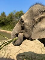 Chiang Mai - Elephant Jungle Sanctuary  &ndash; &copy; Andreas Schmidt (Eberhardt TRAVEL)