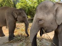 Chiang Mai - Elephant Jungle Sanctuary &ndash; &copy; Andreas Schmidt (Eberhardt TRAVEL)