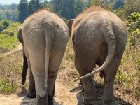 Chiang Mai - Elephant Jungle Sanctuary &ndash; &copy; Andreas Schmidt (Eberhardt TRAVEL)