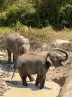 Chiang Mai - Elephant Jungle Sanctuary &ndash; &copy; Andreas Schmidt (Eberhardt TRAVEL)