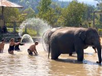 Chiang Mai - Elephant Jungle Sanctuary &ndash; &copy; Andreas Schmidt (Eberhardt TRAVEL)