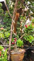 Tierischer Besuch im Wat Pho &ndash; &copy; Petra Hady (Eberhardt TRAVEL)