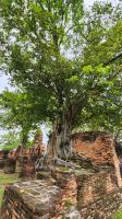 Wat Mahathat &ndash; &copy; Petra Hady (Eberhardt TRAVEL)
