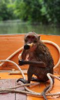 Makaken - Affe &ndash; &copy; Petra Hady (Eberhardt TRAVEL)