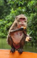 Makaken - Affe &ndash; &copy; Petra Hady (Eberhardt TRAVEL)