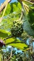 Bananenstaude &ndash; &copy; Petra Hady (Eberhardt TRAVEL)