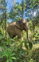 Elefant-Sanctuary-Camp &ndash; &copy; Petra Hady (Eberhardt TRAVEL)