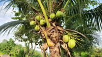 Kokosnuss-Palme &ndash; &copy; Petra Hady (Eberhardt TRAVEL)