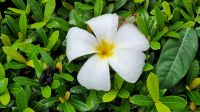 Frangipani - Blüte &ndash; &copy; Petra Hady (Eberhardt TRAVEL)