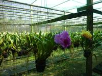 Orchideengarten &ndash; &copy; Cornelia Ritter (Eberhardt TRAVEL)
