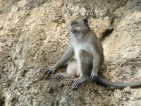 Affe &ndash; &copy; Cornelia Ritter (Eberhardt TRAVEL)