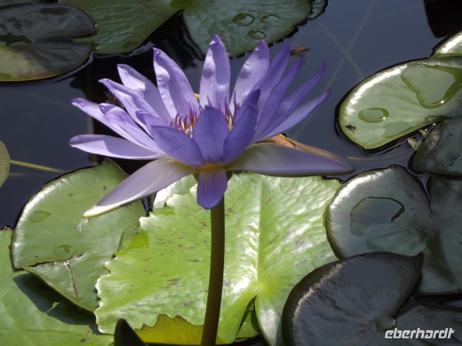 Grand Palace - Seerose &ndash; &copy; Christina Schlawis (Eberhardt TRAVEL)
