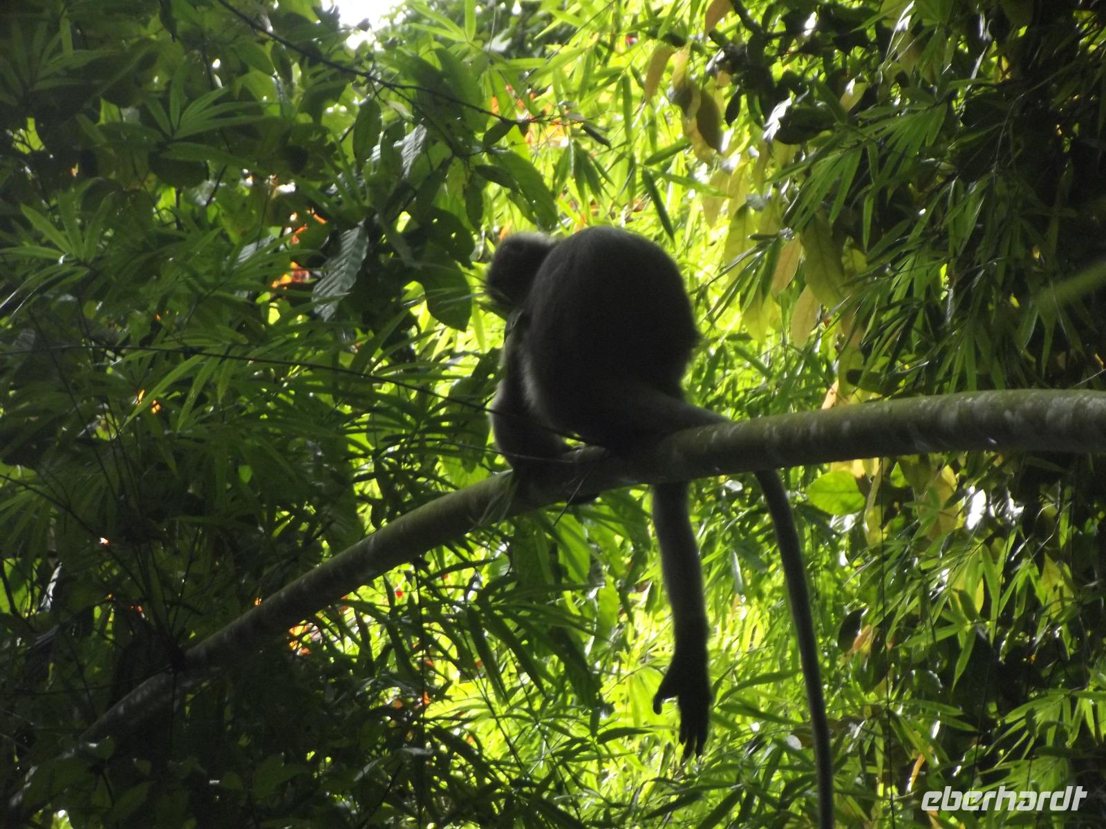 Affe im Khao Sok-Nationalpark  &ndash; &copy; Christina Schlawis (Eberhardt TRAVEL)