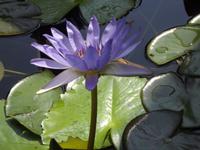 Grand Palace - Seerose &ndash; &copy; Christina Schlawis (Eberhardt TRAVEL)