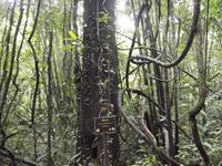 Khao Sok-Nationalpark &ndash; &copy; Christina Schlawis (Eberhardt TRAVEL)