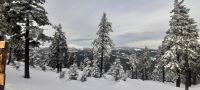 Medvedin am Berg