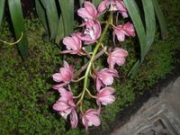 SAM_4964