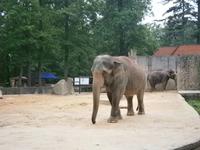 Im Zoo Liberec