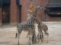 Im Zoo Liberec