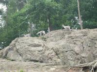 Im Zoo Liberec