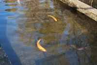 Goldene Forellen &ndash; &copy; Eric Richter (Eberhardt TRAVEL)