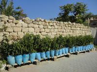 Chilipflanzen &ndash; &copy; Ivonne Lischke (Eberhardt TRAVEL)